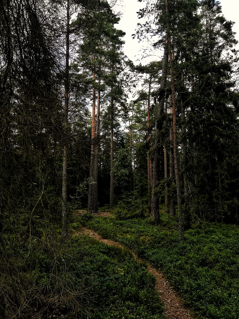 forest, path, trees, grass, branches, HD phone wallpaper