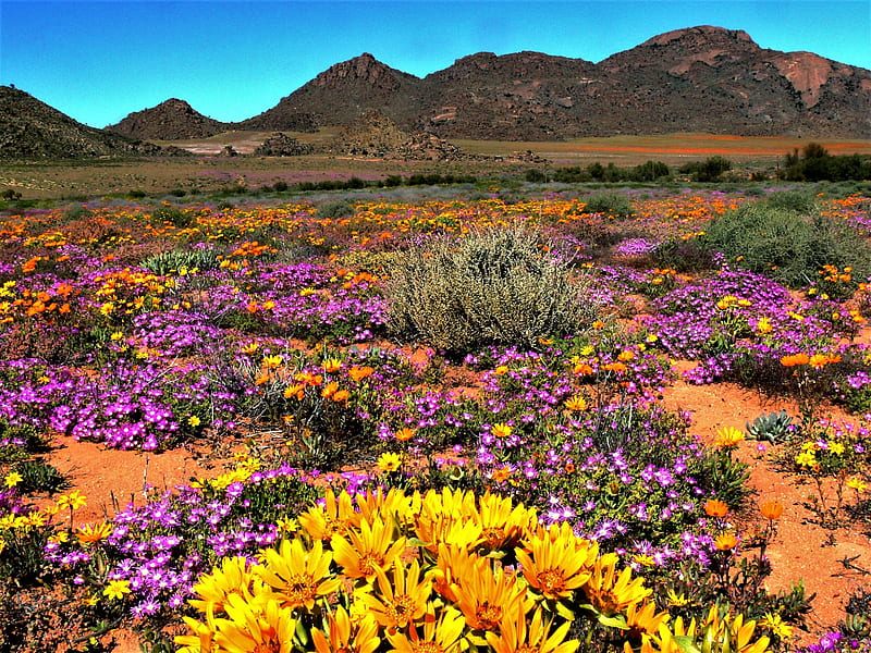 Namaqua, flowers, south africa, mountains, national park, HD wallpaper