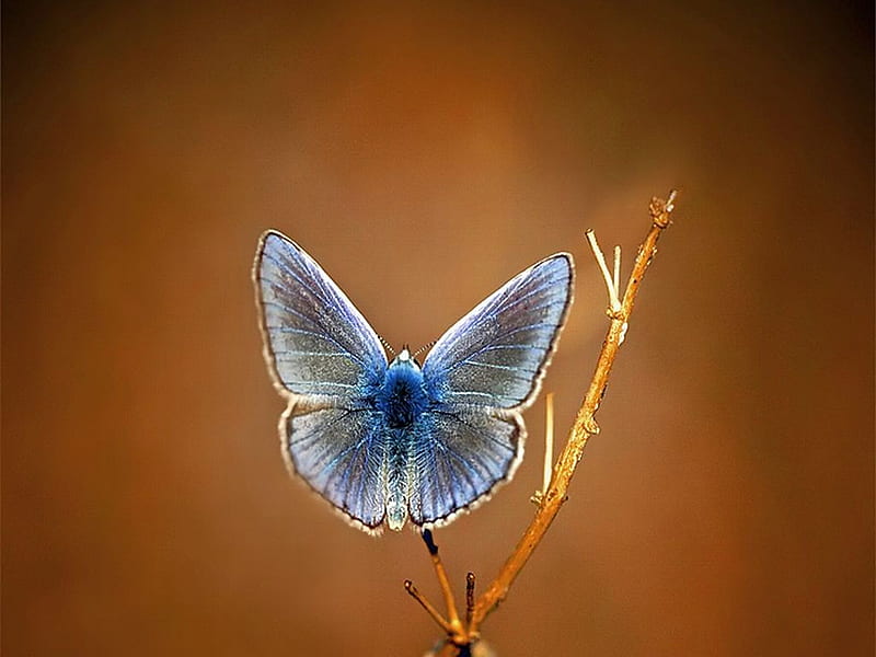 Beautiful Moth, moth, cute, bonito, HD wallpaper