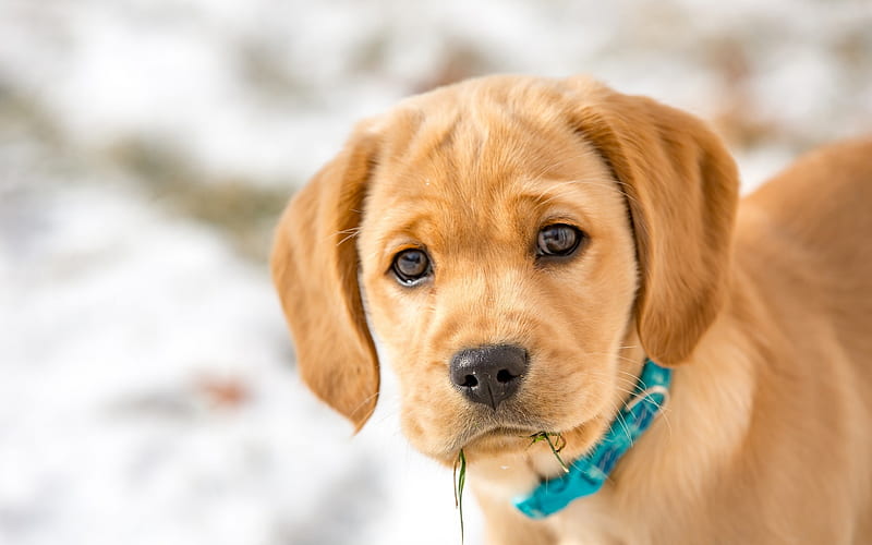 small brown puppy, golden retriever, labrador retriever, small dog, winter, HD wallpaper