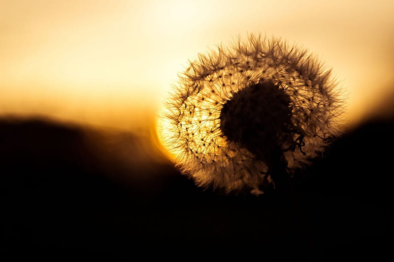 Dandelion at sunset, graphy, daffodils, close up graphy, nature, sunset, HD wallpaper