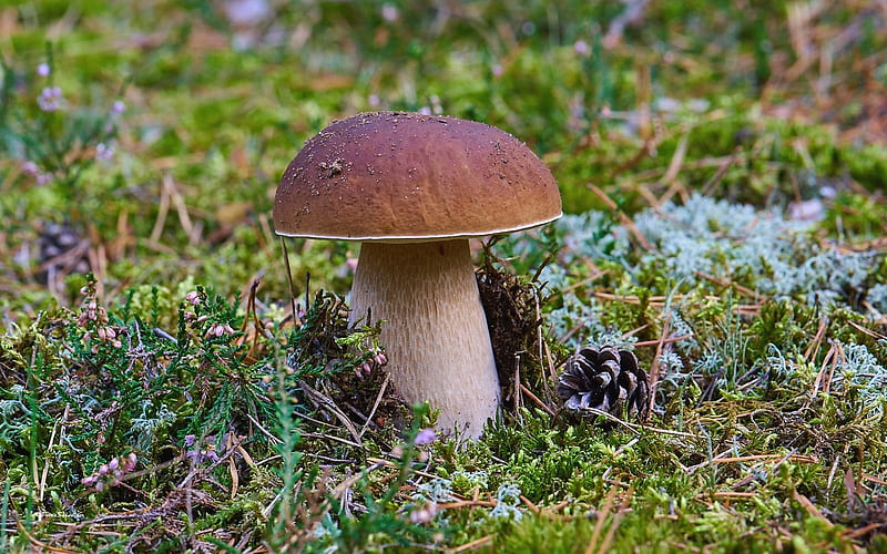 Boletus, pine cone, mushroom, moss, HD wallpaper