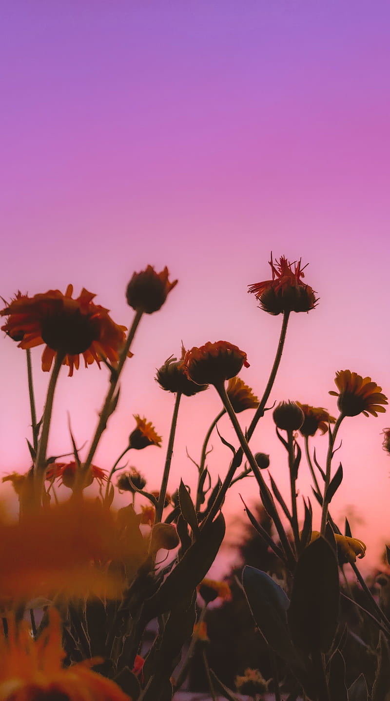 Spring vibe, flower, mood, purple, sky, sunset, wish, HD phone wallpaper