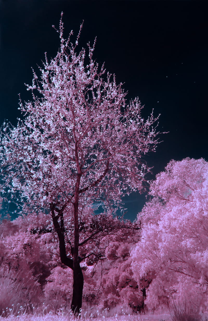 árbol de flor de cerezo rosa y marrón durante la noche, Fondo de pantalla  de teléfono HD | Peakpx