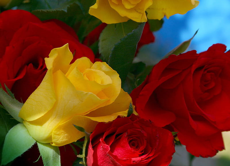 This wall paper I dedicate to PPS.FANATIC, loyal, honesty, beautiful roses, friendship, HD wallpaper