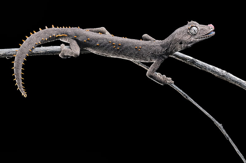 Reptiles, Gecko, Branch, Lizard, HD wallpaper