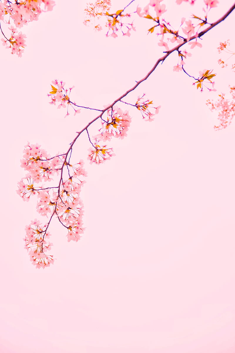 árbol de sakura rosa, Fondo de pantalla de teléfono HD | Peakpx