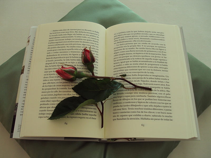 roses, red, still life, book, open, HD wallpaper