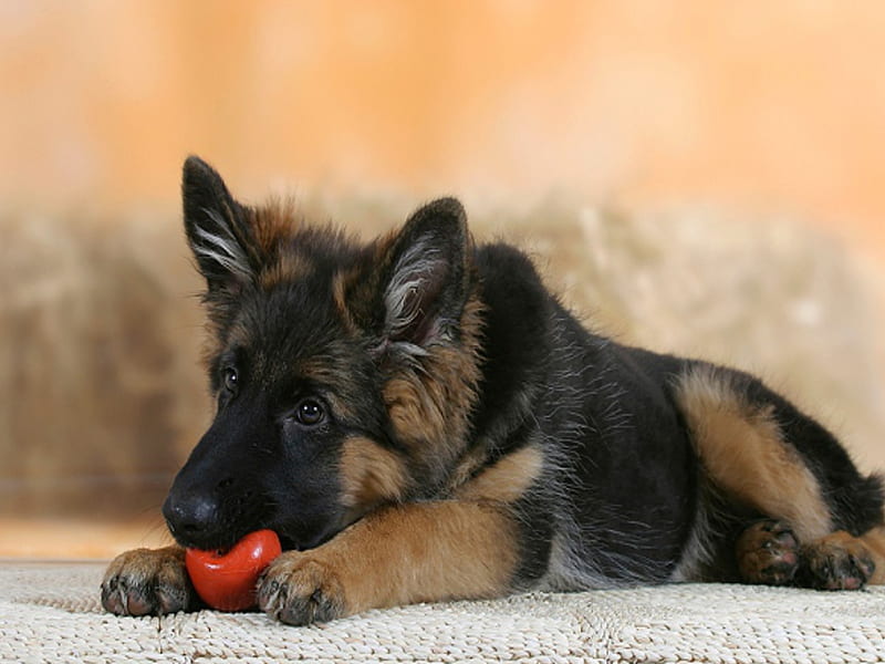 Adorable Puppy, pretty, valentine, adorable, sweet, puppies, beauty, face, dog, german, lovely, lying, pets, cute, paws, germany shepard, heart, eyes, dogs, red, bonito, shepherd, animal, dog face, german shepherd, ball, puppy, animals, apple, playing, valentine day, german shepard, pet, nature, HD wallpaper
