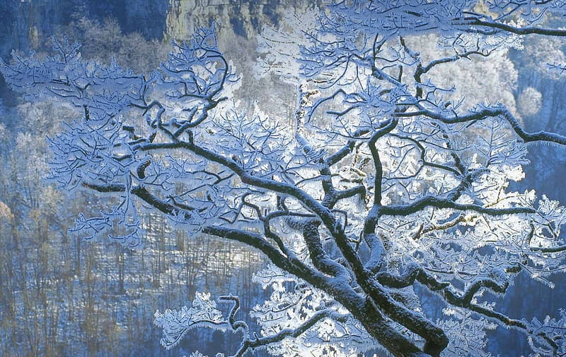 Winter, branch, tree, jura, france, snow, texture, white, blue, HD wallpaper