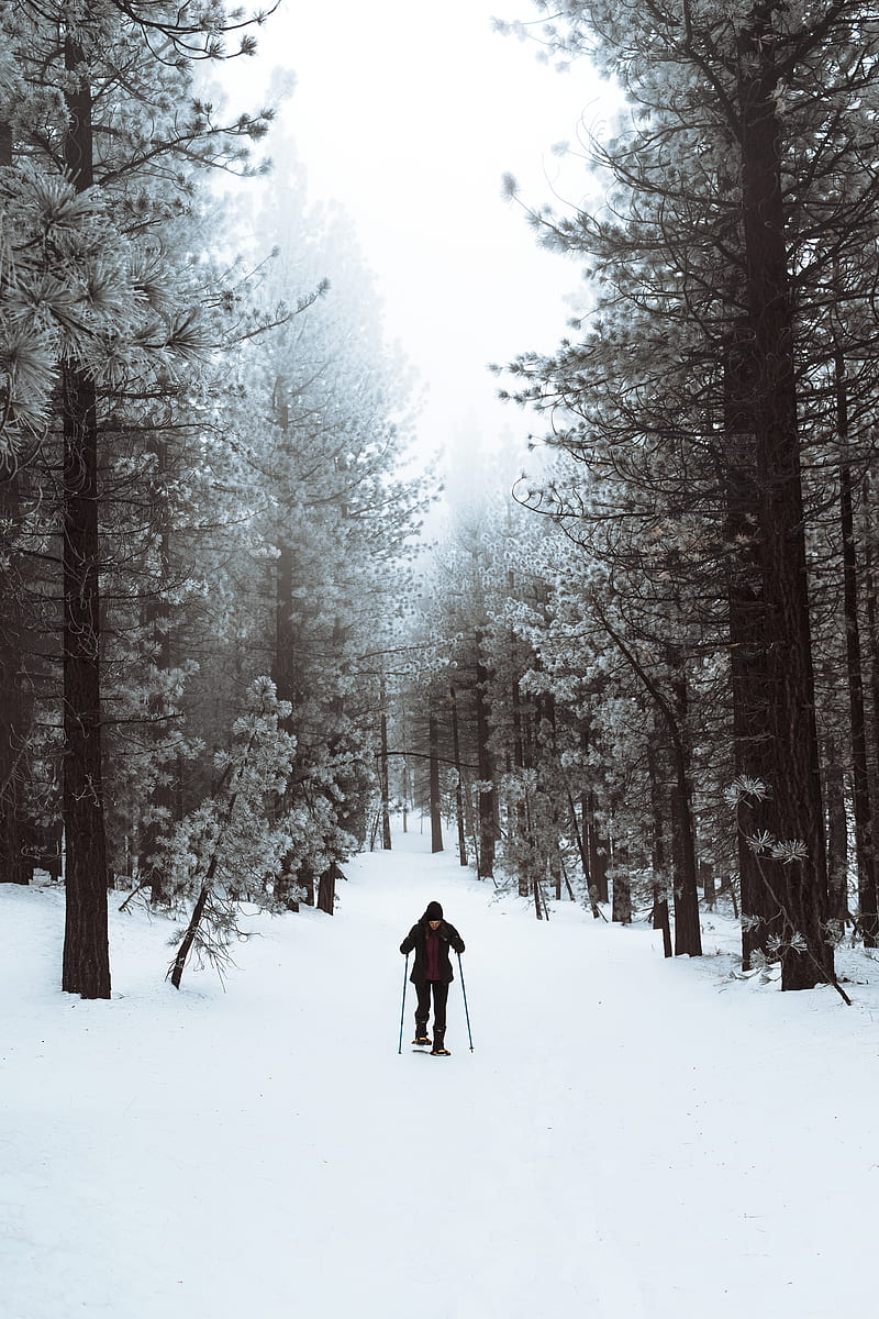 skier, forest, snow, winter, walk, HD phone wallpaper