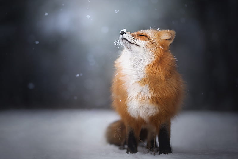 Fox Enjoying Snowfall, fox, animals, HD wallpaper