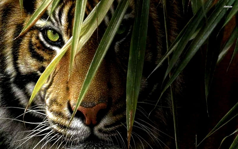 tiger in hiding, feline, tiger, cat, grass, HD wallpaper