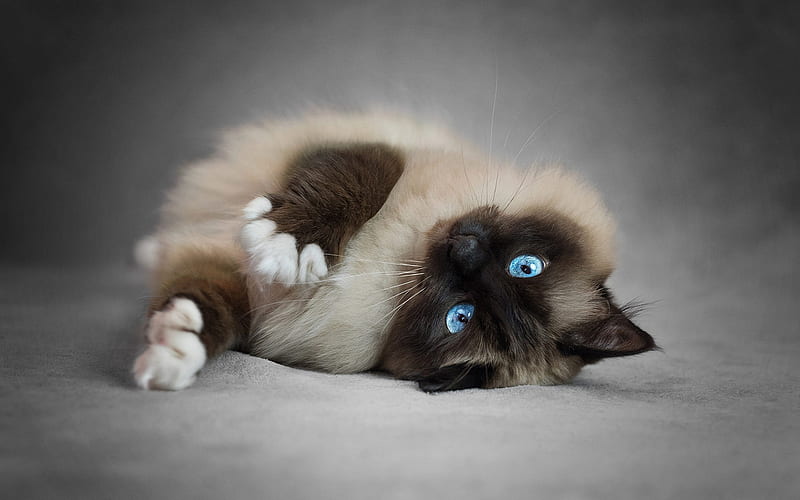 Siamese Cat, bokeh, fluffy cat, blue eyes, domestic cat, pets, cute animals, cats, Siamese, HD wallpaper