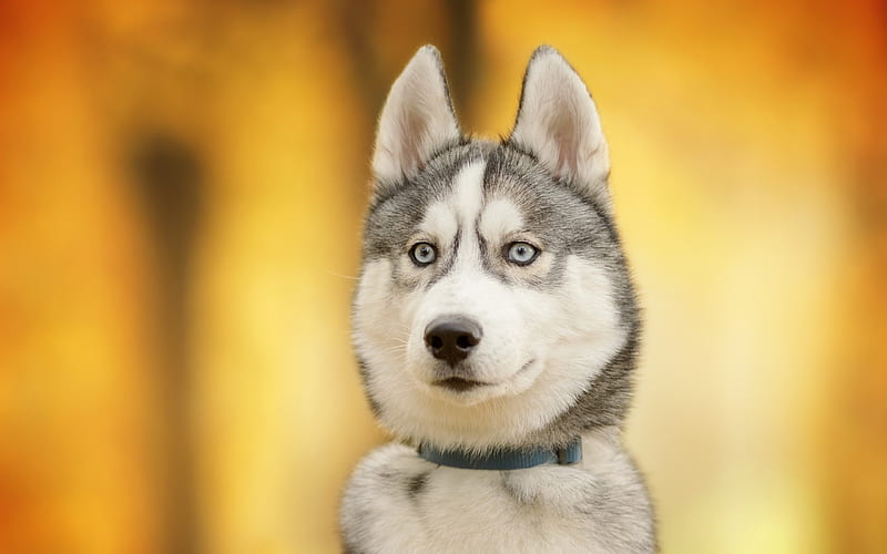 husky, friendly dog, cute animals, dogs, dog year concepts, HD wallpaper