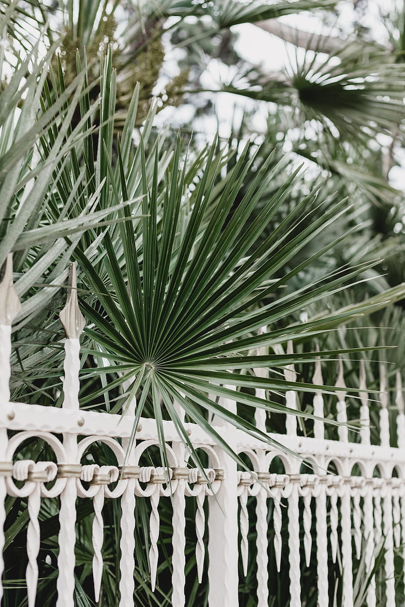 palm, branches, fence, forged, metal, HD phone wallpaper
