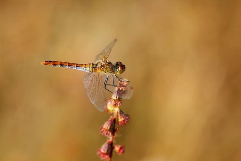 First dragonfly, grass, spring, abstract, graphy macro, wild, close-up, summer, dragonfly, nature, field, animals, insects, HD wallpaper