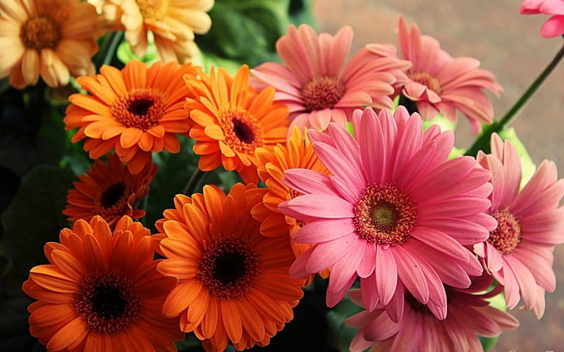 Gerbera, bright, flowers, petals, close up, HD wallpaper | Peakpx