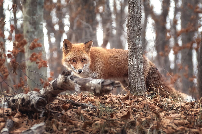 Animal, Fox, Wildlife, HD Wallpaper | Peakpx