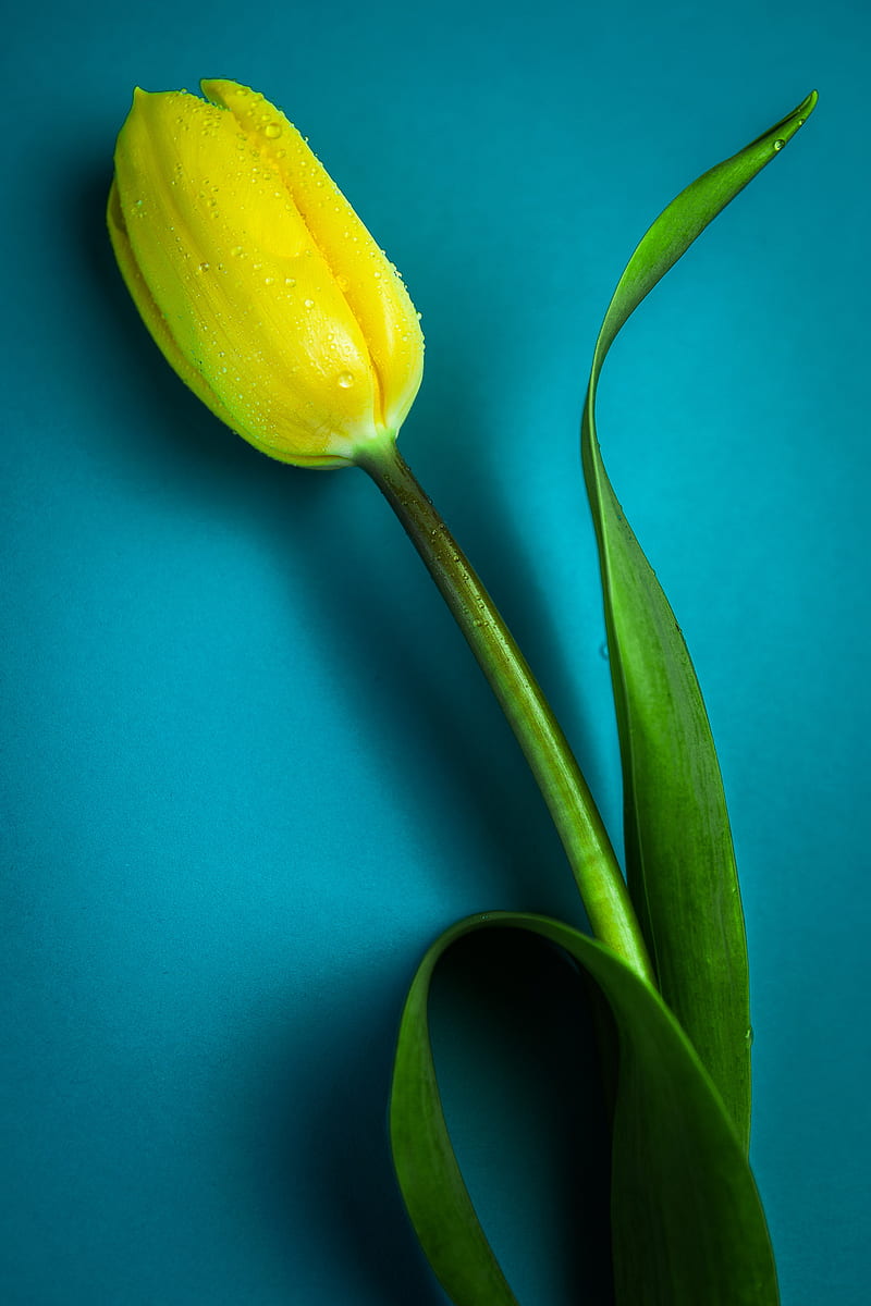 Tulip, flower, love, much, yellow, blue, HD phone wallpaper | Peakpx