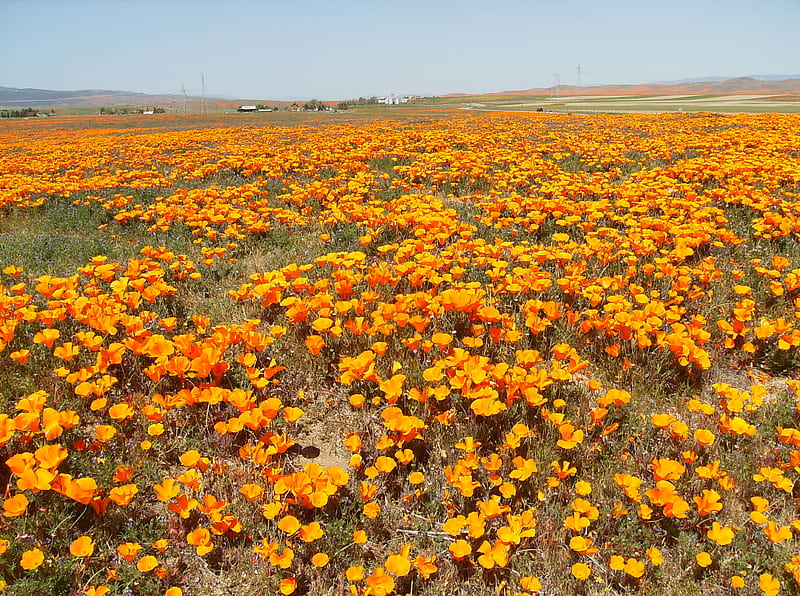 California Poppys, poppy, flower, reservation, california, HD wallpaper