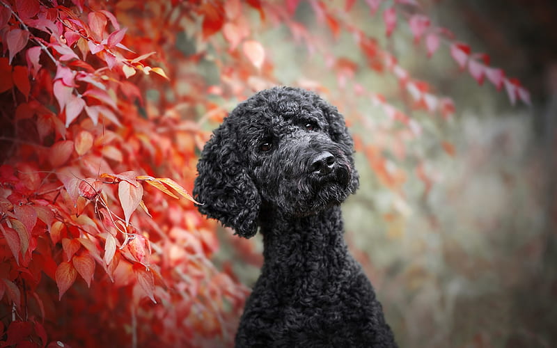 Black Poodle, autumn, curly dog, Poodle, pets, dogs, funny dog, Poodle Dog, HD wallpaper