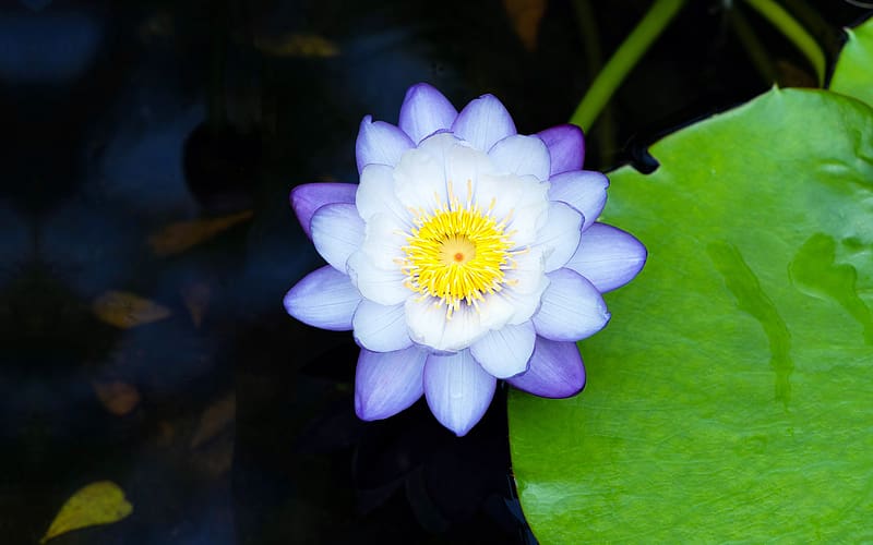 Purple Water lily Spring Flowers Close Up, HD wallpaper