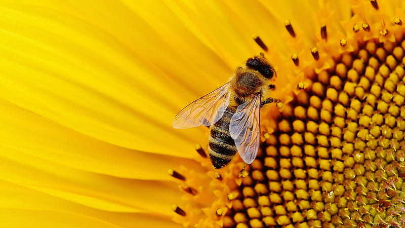 Insects, Bee, Flower, Insect, Sunflower, HD wallpaper