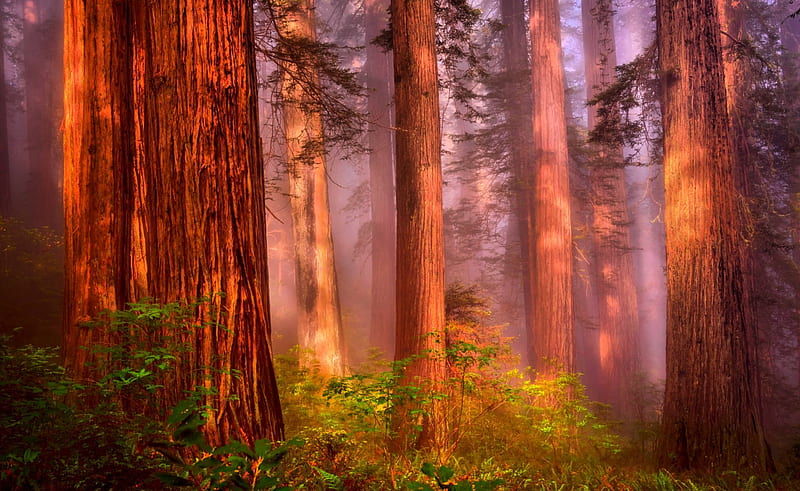 Light On Mystic Redwood Forest, forest, California, plants, bonito, sunrise, trees, giants, morning fog, HD wallpaper