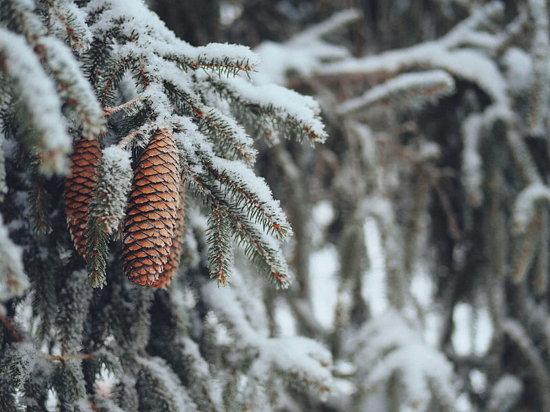 cones, spruce, branches, snow, winter, nature, HD wallpaper