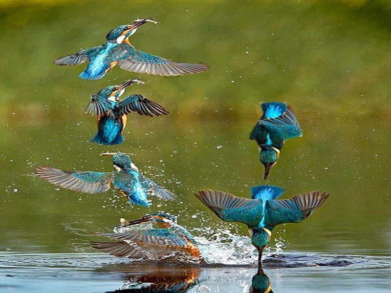 Australian Kingfisher, colorful, dive, fish, feed, fly, kingfisher, bird, australia, blue, HD wallpaper