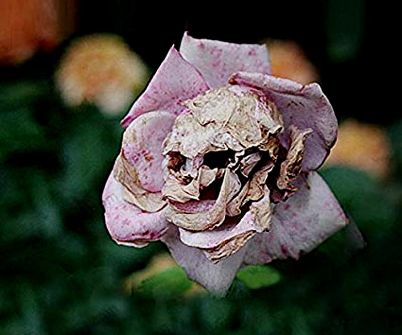 The Death Rose Snapdragon, Rose, Rare, Death, Snapdragon, HD wallpaper
