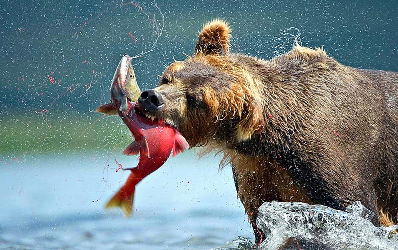 Bear catching Salmon, Canada, Bear, Salmon, River, HD wallpaper