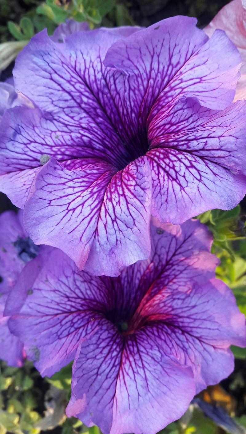 Purple Petunias, flowers, garden, petunia, purple, HD phone wallpaper
