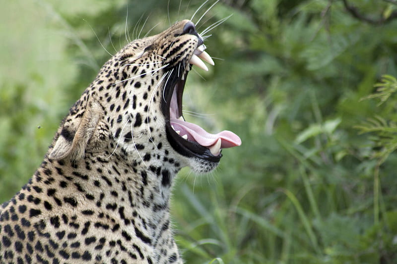 leopard, yawn, protruding tongue, big cat, predator, HD wallpaper
