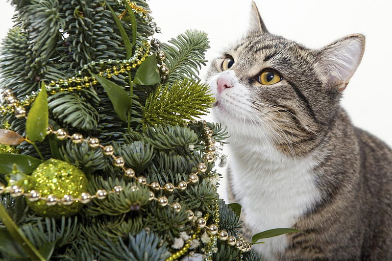 The fresh smell of Christmas Tree!, christmas tree, gray, green, fresh, smell, sniffing, cat, HD wallpaper