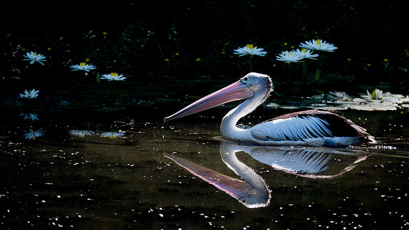 Reflection Of Bird Pelican On Water With Flowers On Background Birds, HD wallpaper