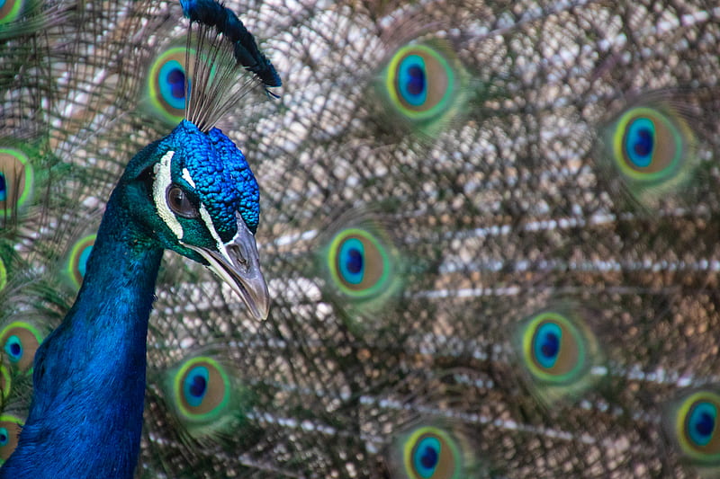Blue and Green Peacock Close-up graphy, HD wallpaper
