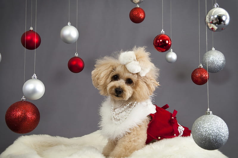 Sweet Puppy, red and white, lovely, christmas balls, beauty, puppy, dog, sweet, HD wallpaper