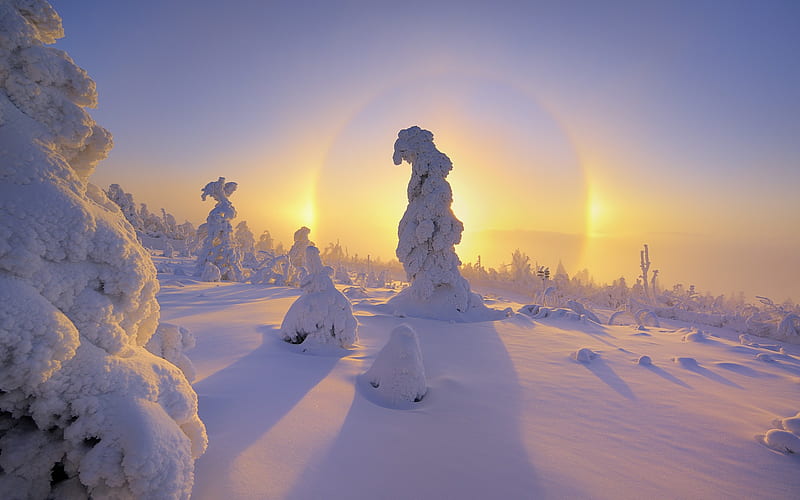 Germanys Ore Mountains halo around a snow-covered trees, HD wallpaper