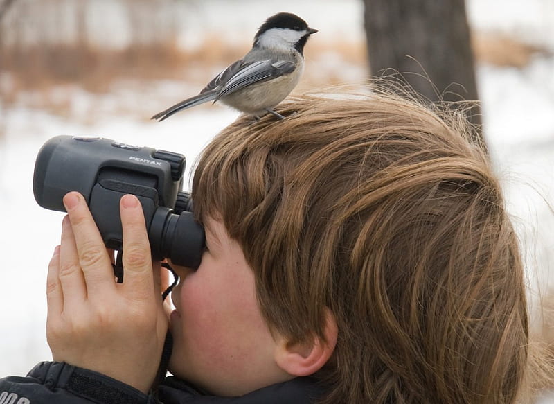 Birdwatching, binocular, boy, little, bird, head, HD wallpaper