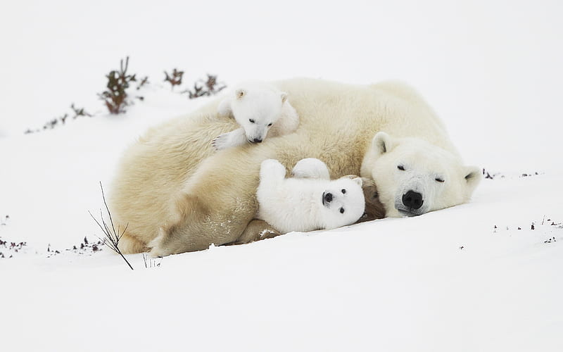 White bear cubs, bears, polar bears, predators, winter, snow, HD wallpaper