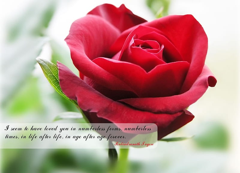 Rose for my Fran, red, dedication, rose, friendship, love, flower, friends, HD wallpaper