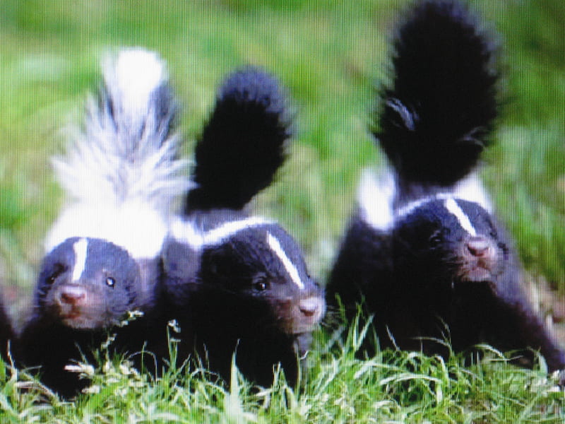 Get ready to spray,boys!, skunks, ready-to-spray, striped, HD wallpaper