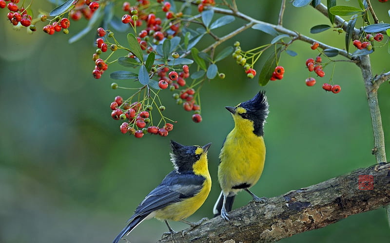 Birds, red, autumn, yellow, branch, fruit, green, bird, berry, blue, HD wallpaper