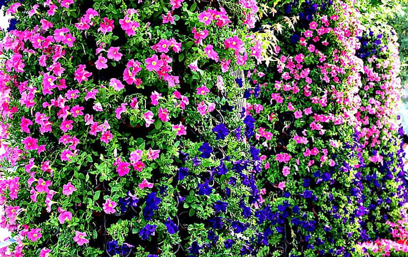 A wall of flowers, garden, flowers, petals, small, HD wallpaper