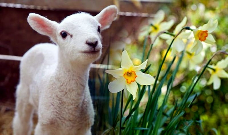 Lamb And Flowers, Animals, Yellow, Lamb, Flowers, Sheep, Meadow Flowers, HD wallpaper