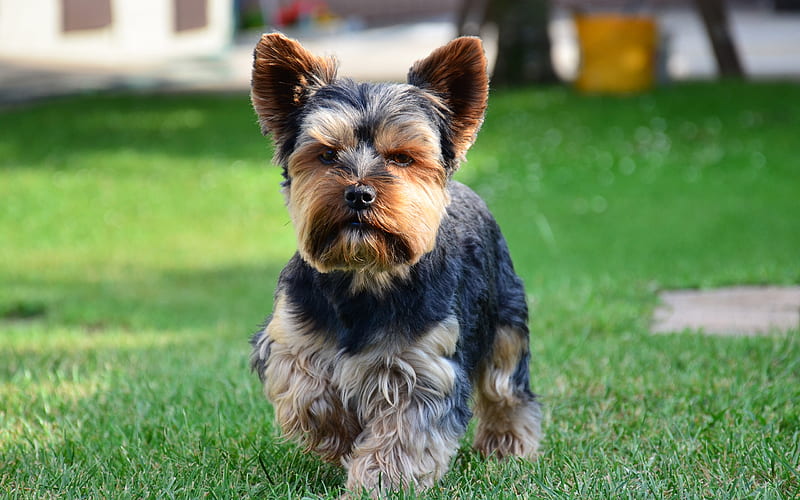 Yorkshire Terrier, small dog, pets, cute animals, HD wallpaper
