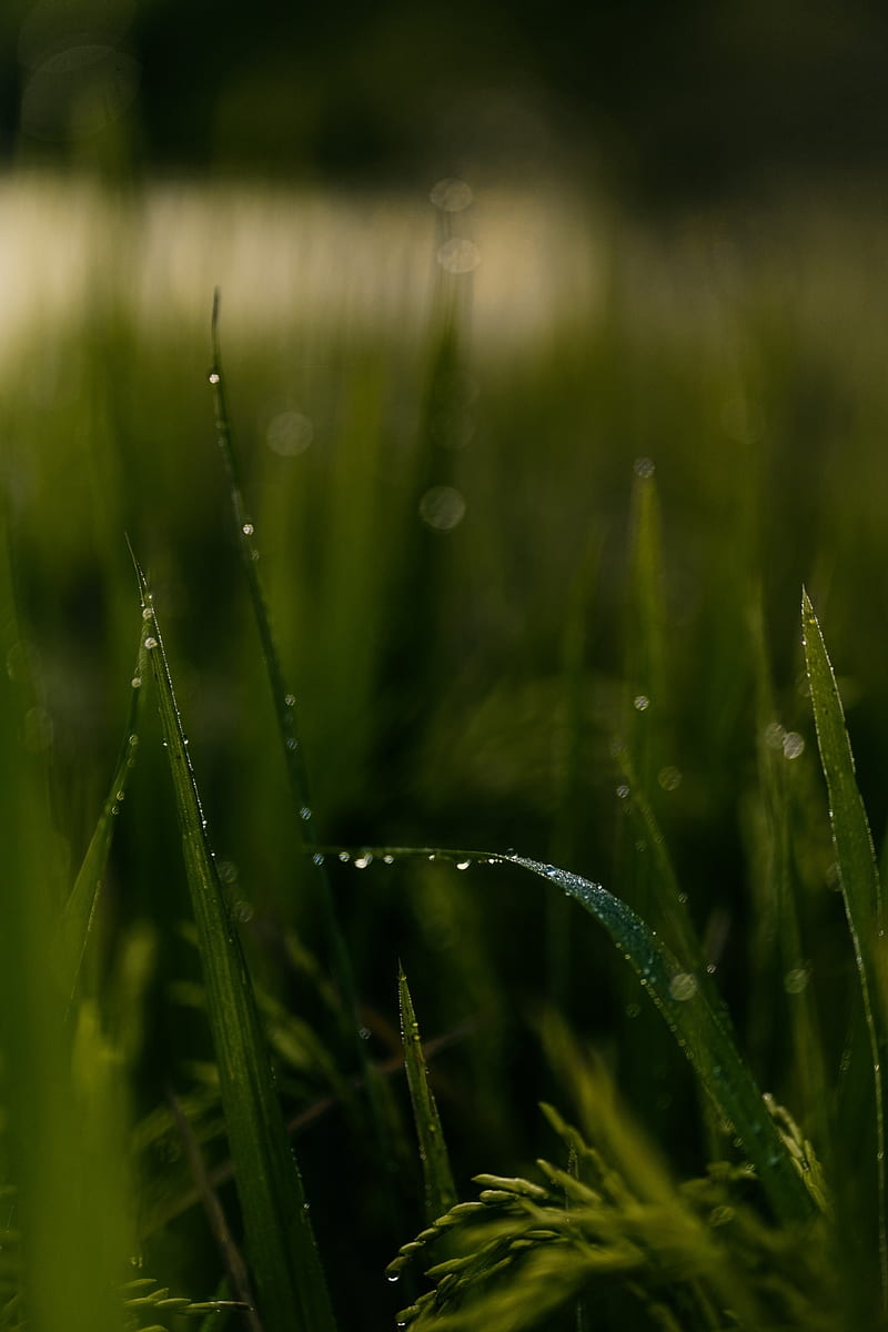 grass, drops, macro, green, field, HD phone wallpaper