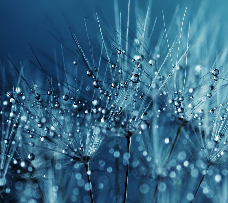 Blue Dandelion Seeds, blue, nature, HD wallpaper